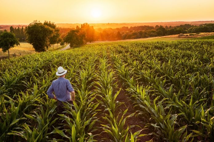 MEI Rural: confira quais são os requisitos e categorias