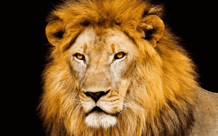 Imposto de Renda, Declaração, 2022, 2022